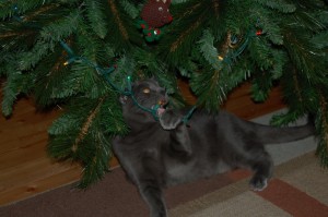 kitten with christmas light in his mouth